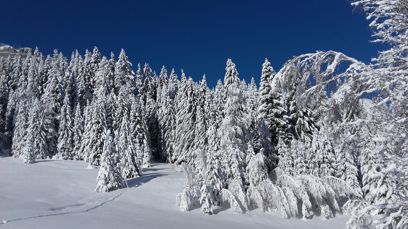 Forêt épicéas de Noël