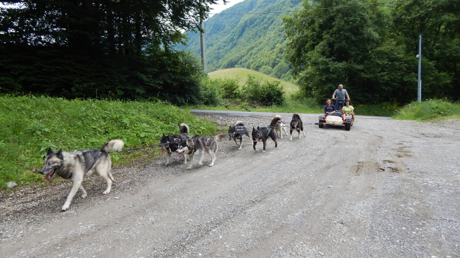 Cani-kart