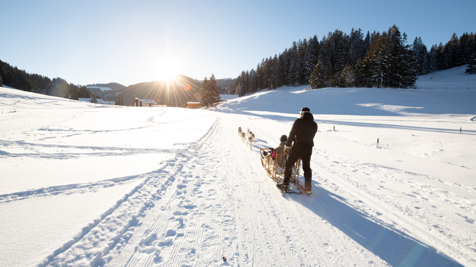 Alpes Huskies