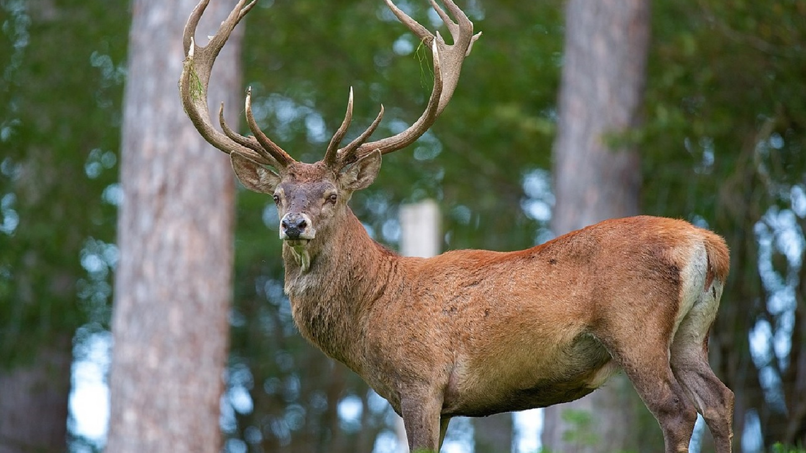 Cerf aux abord d'une forêt