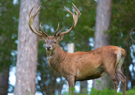 Cerf aux abord d'une forêt