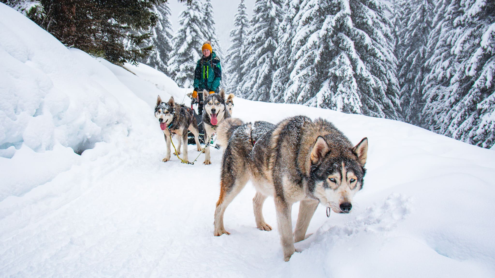 Conduite d'attelage avec Oakley en chien de tête