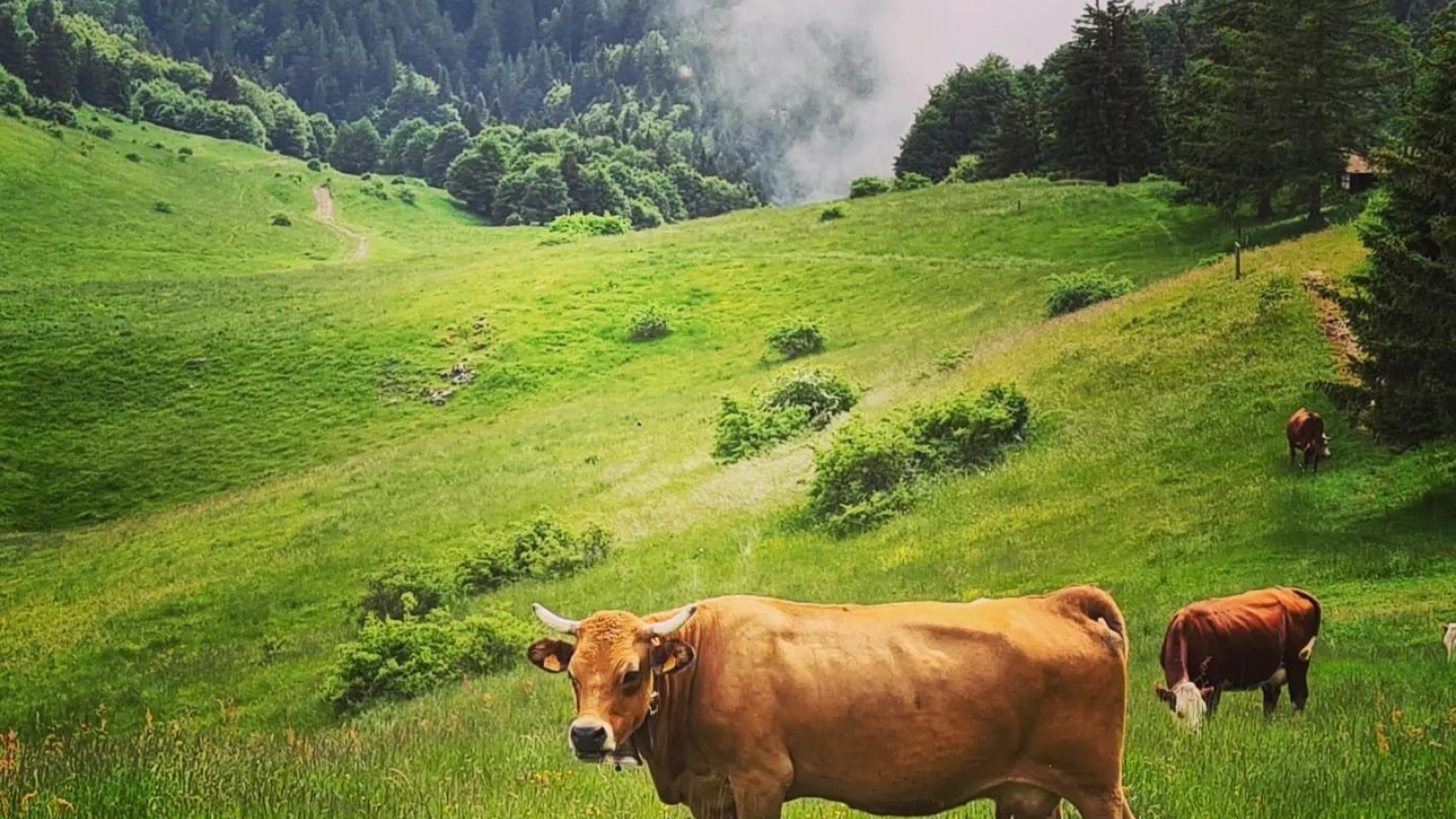 troupeau de vaches à lalpage