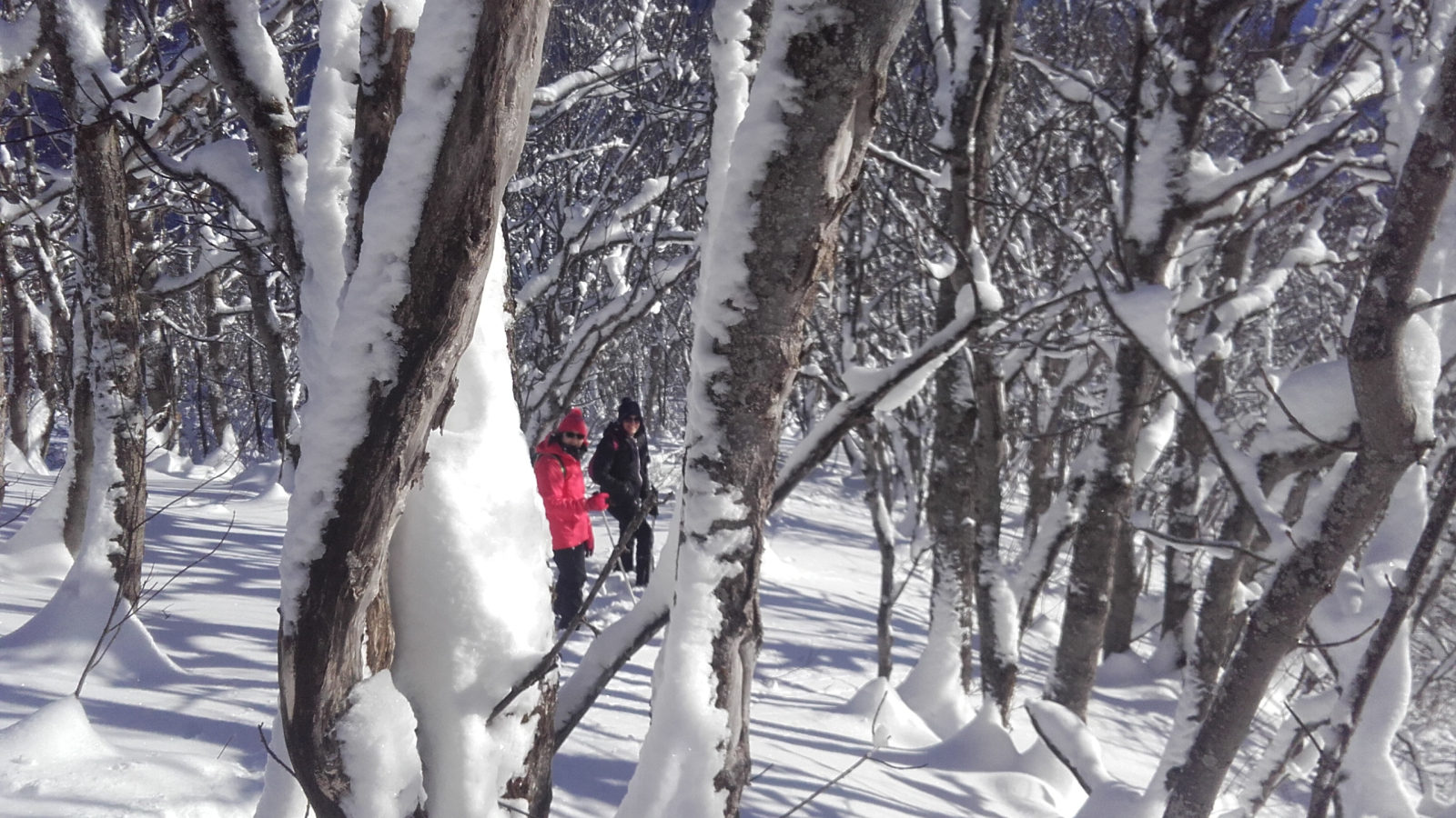 Descente ludique à travers bois