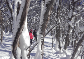 Descente ludique à travers bois