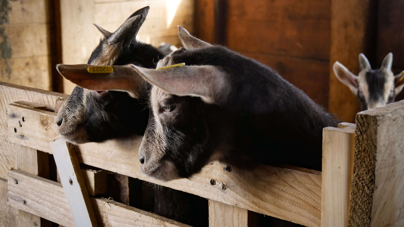 Chèvre de savoie de la ferme des étroits