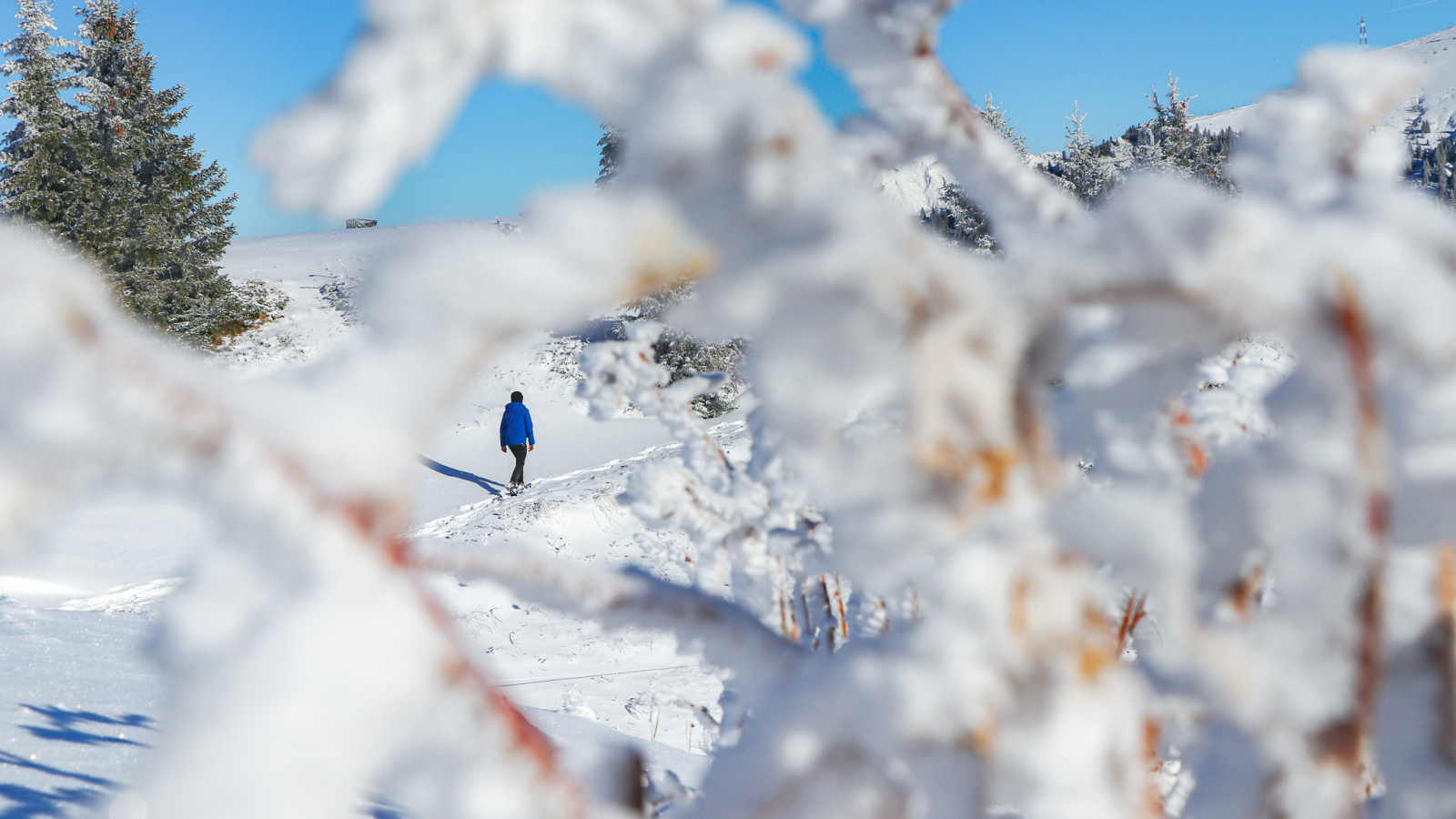 Sortie accompagnée en randonnée raquette dans la neige poudreuse