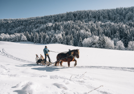 Luge attelée