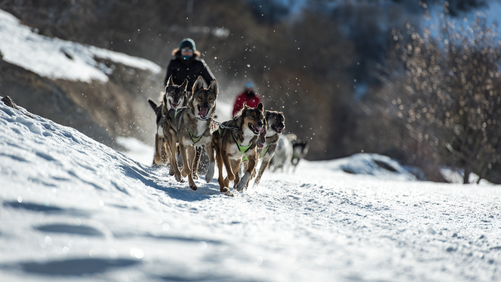 Balade en chien de traineau à Valmeinier