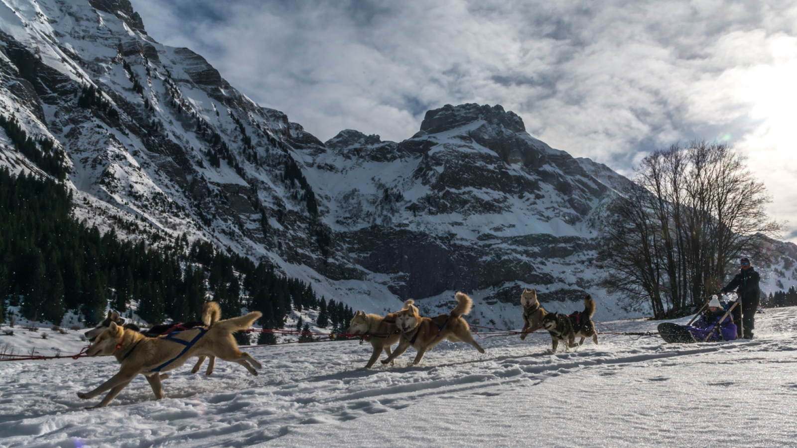 Team of sled dogs on the Cenise plateau