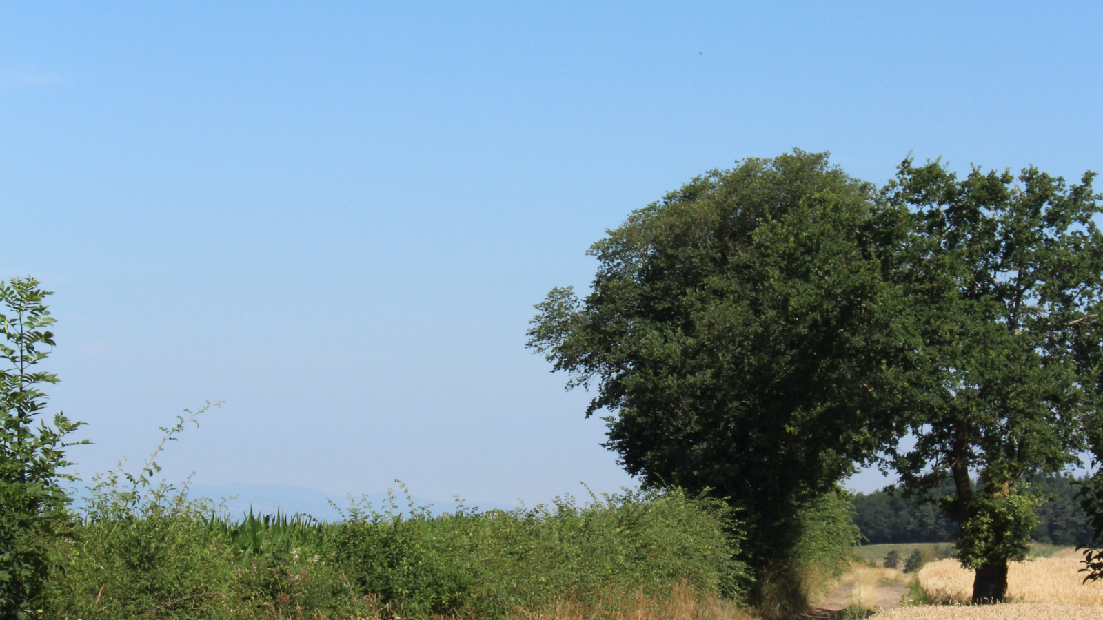 Sentier à la campagne