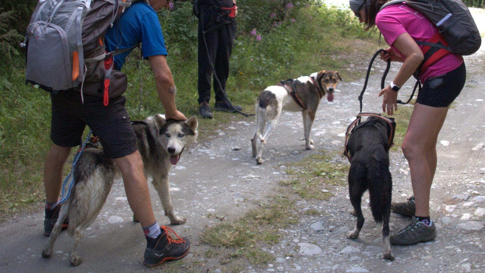 Cani-randonnée avec Husky Adventure à Val Cenis