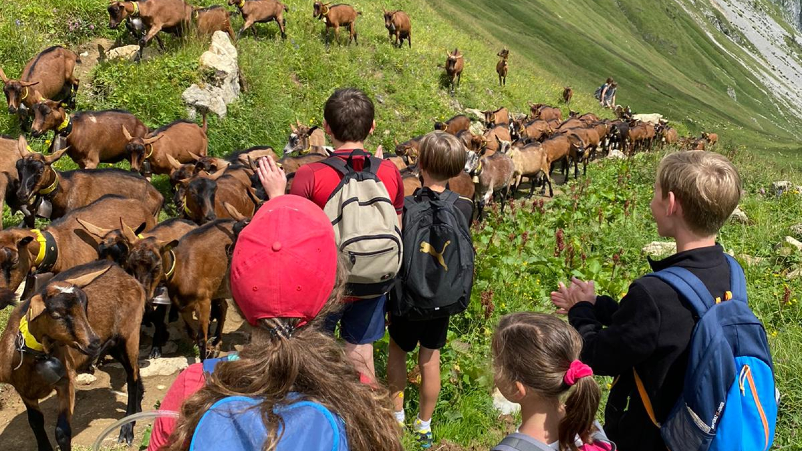 un groupe d'enfants en randonnée en train de regarder passer un troupeau de chèvres