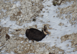 Chamois en contre bas