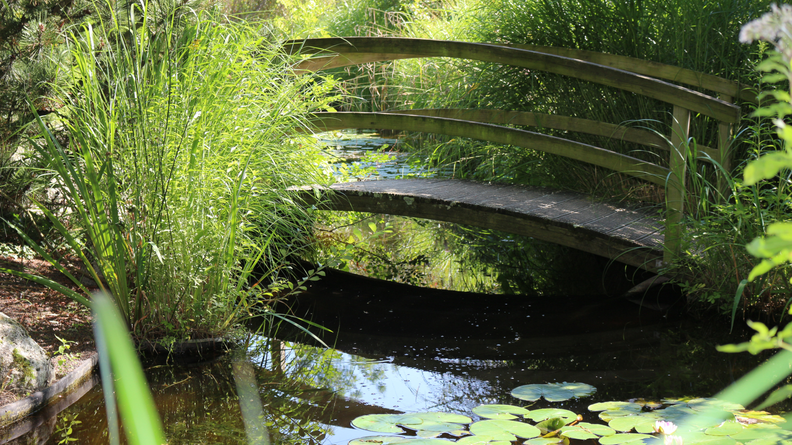 Pont au dessus des bassins de carpes Koï