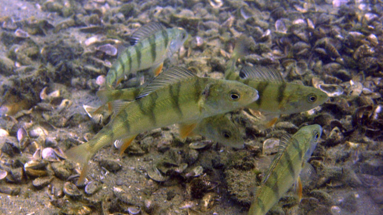 'Perches' Leman lake's special fishes