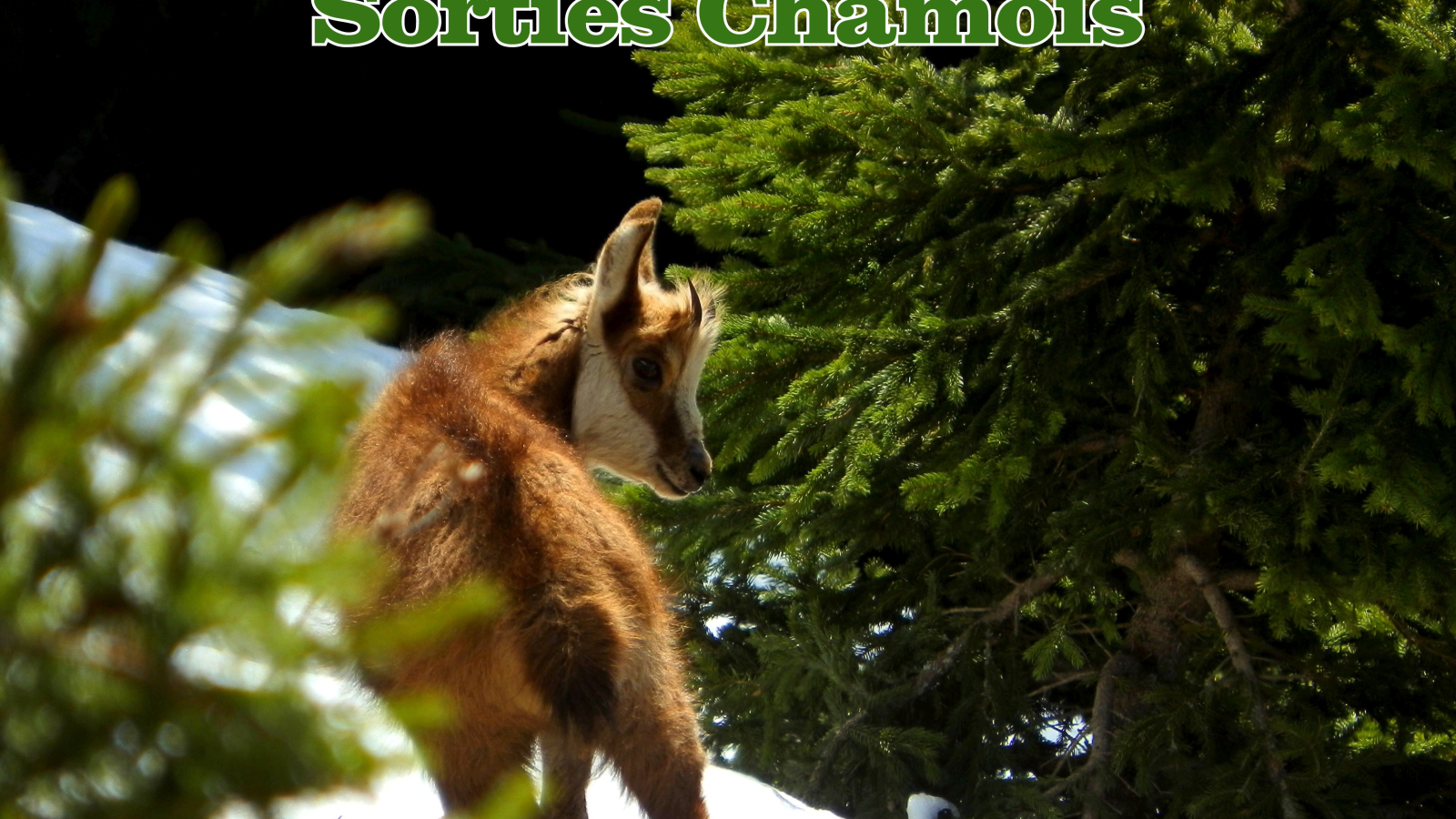 chamois