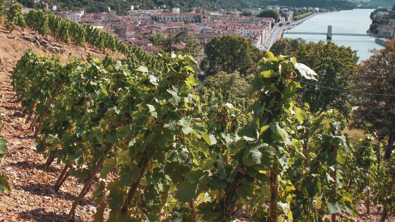 Vienne depuis le vignoble de Vitis Vienna