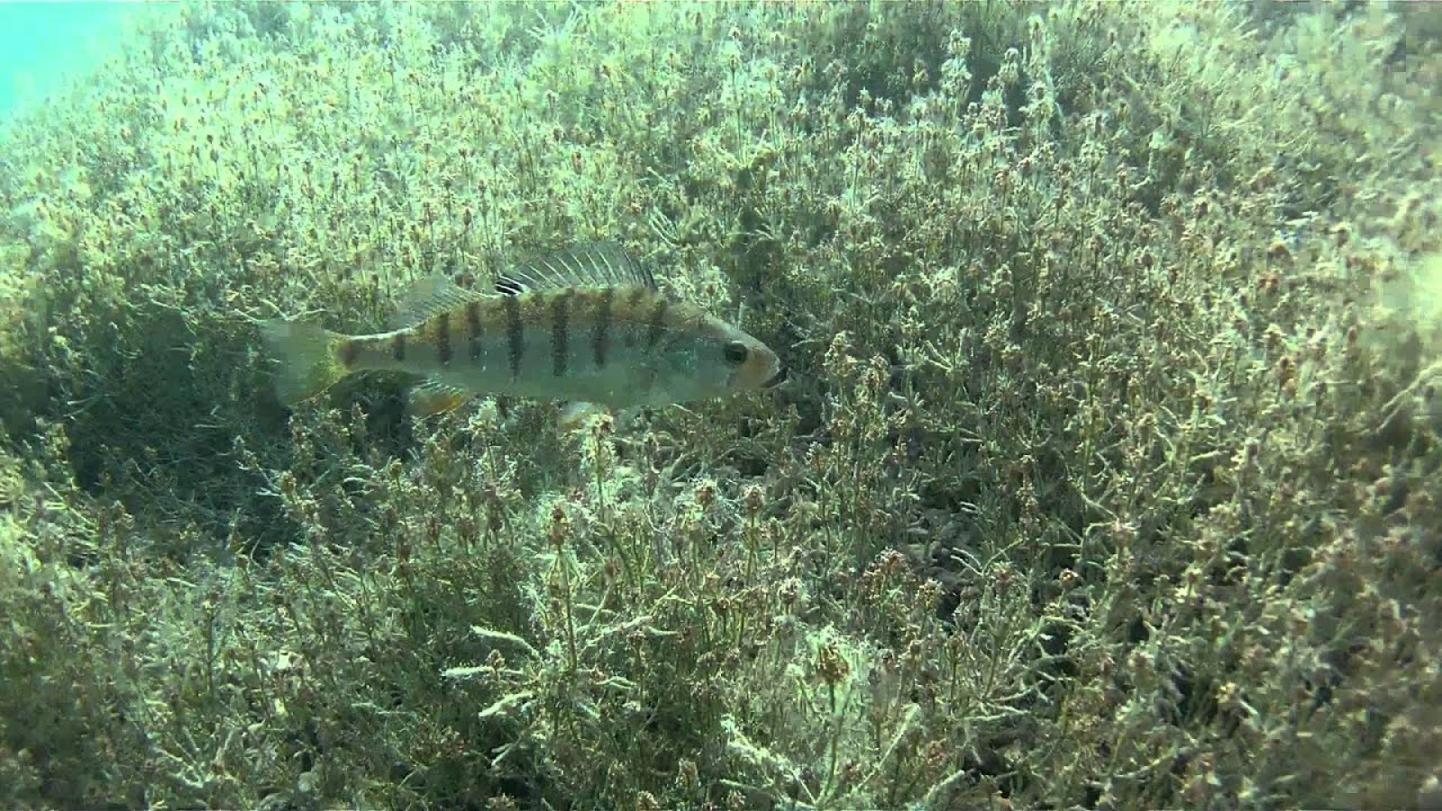 'Fera' Leman lake's special fish