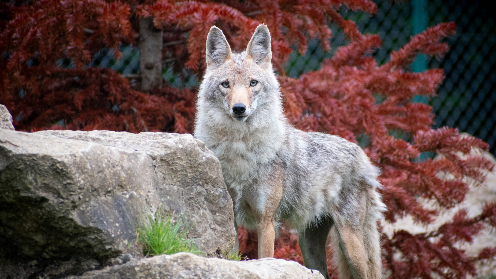 Animation des coyotes