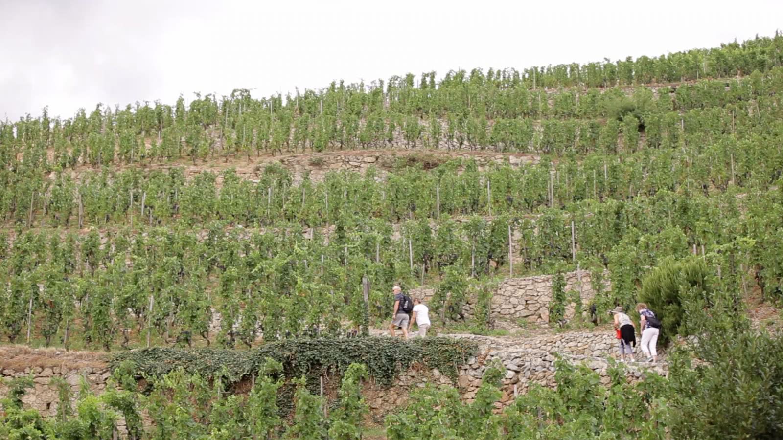 Balade à pied en Hermitage-Terres de syrah