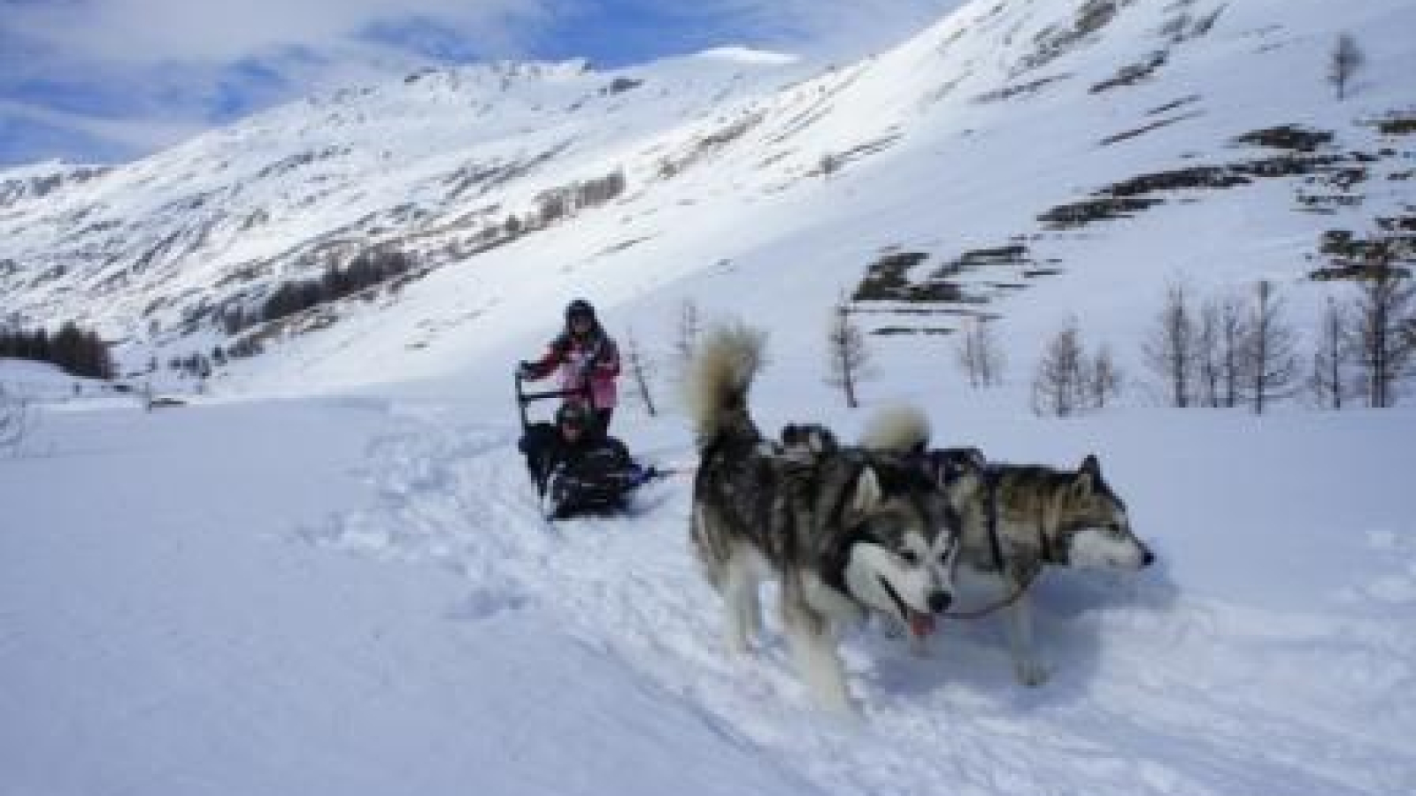 Activités avec les Chiens de Traîneau - La Giettaz en Aravis