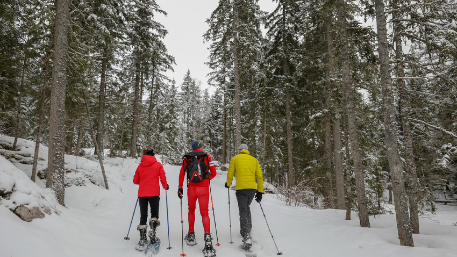 Groupe de raquettistes évoluant dans un décor hivernal en pleine forêt, encadré par un moniteur de l'ESF