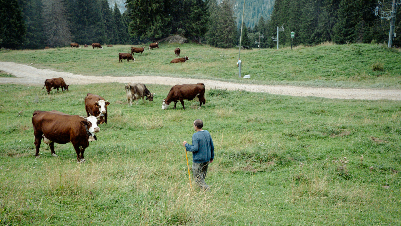 Régis Mouthon et ses vaches en pâture