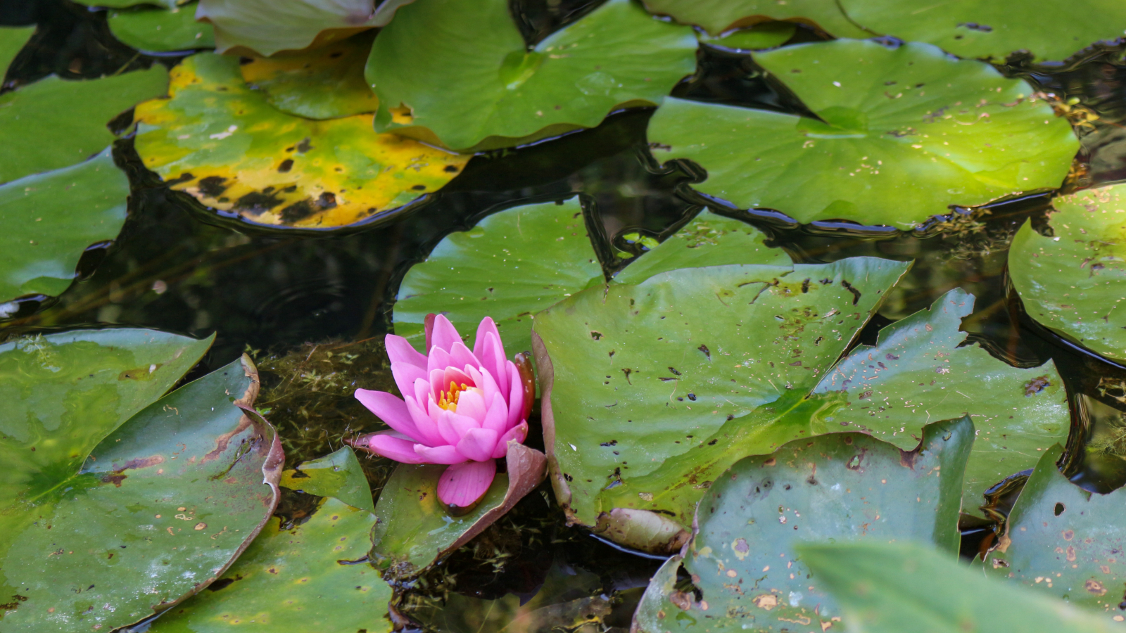 Les Jardins Aquatiques