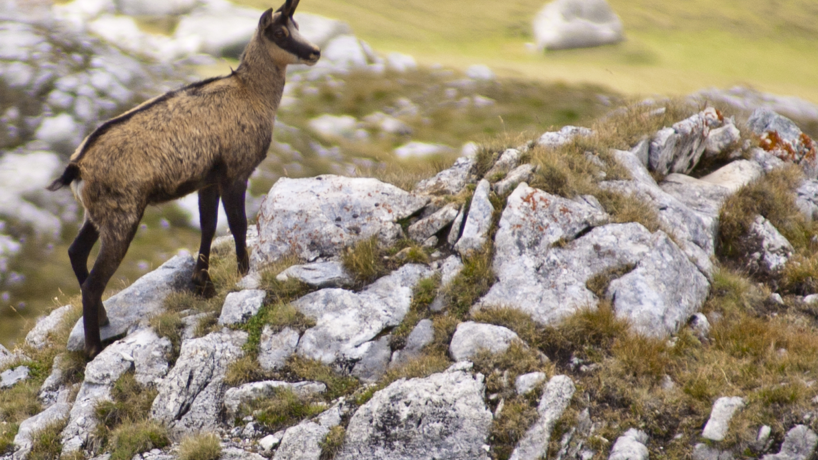 Sortie Chamois