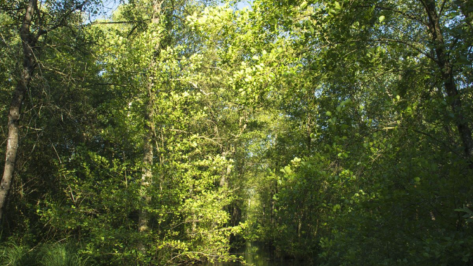 Espace Naturel Sensible de la Save - Secteur des étangs de Passins