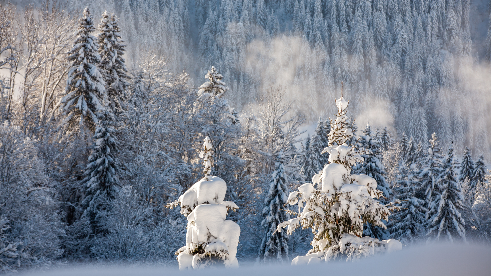 forêt en hiver