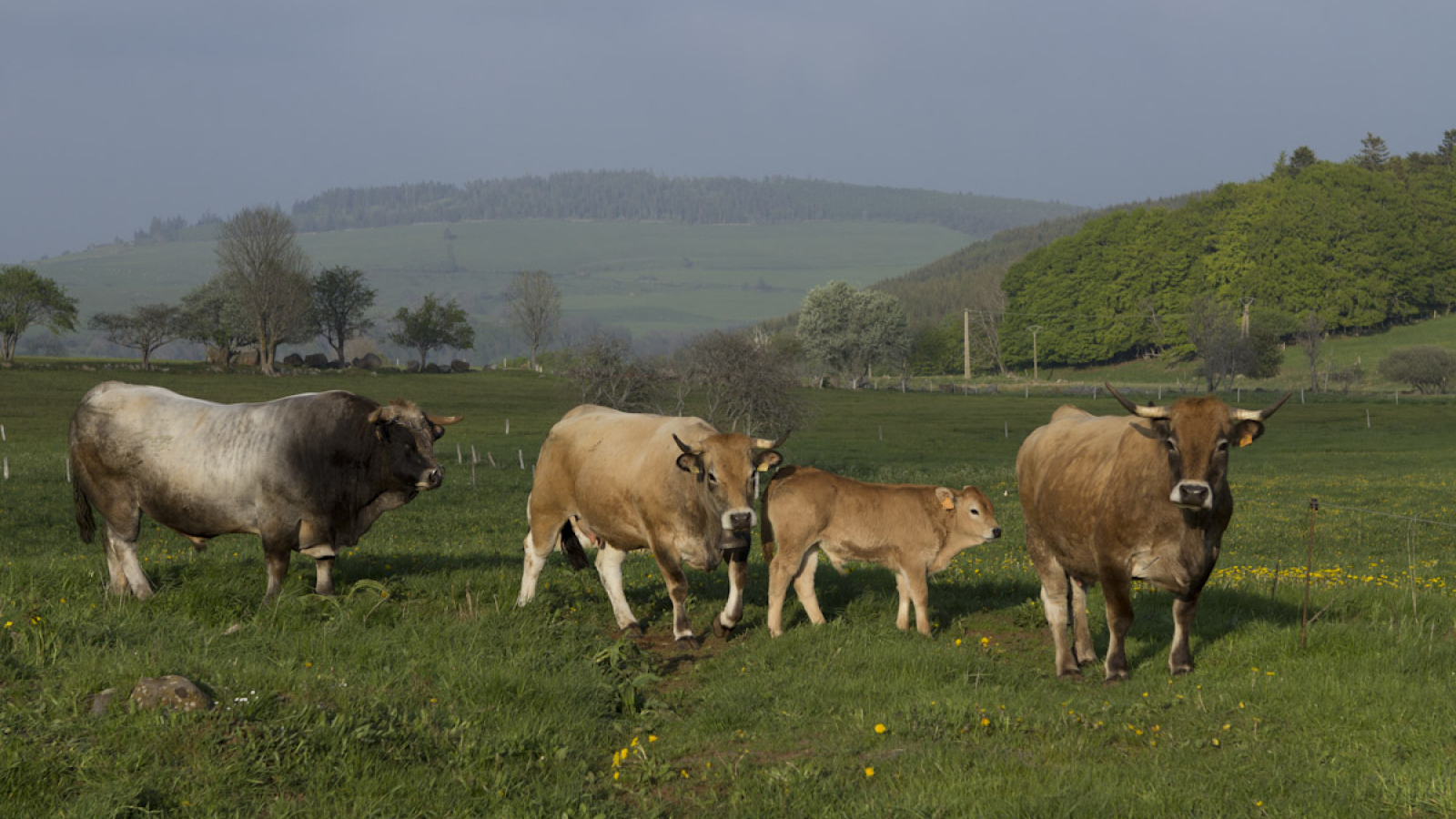 Vaches Aubrac, Cantal, Auvergne