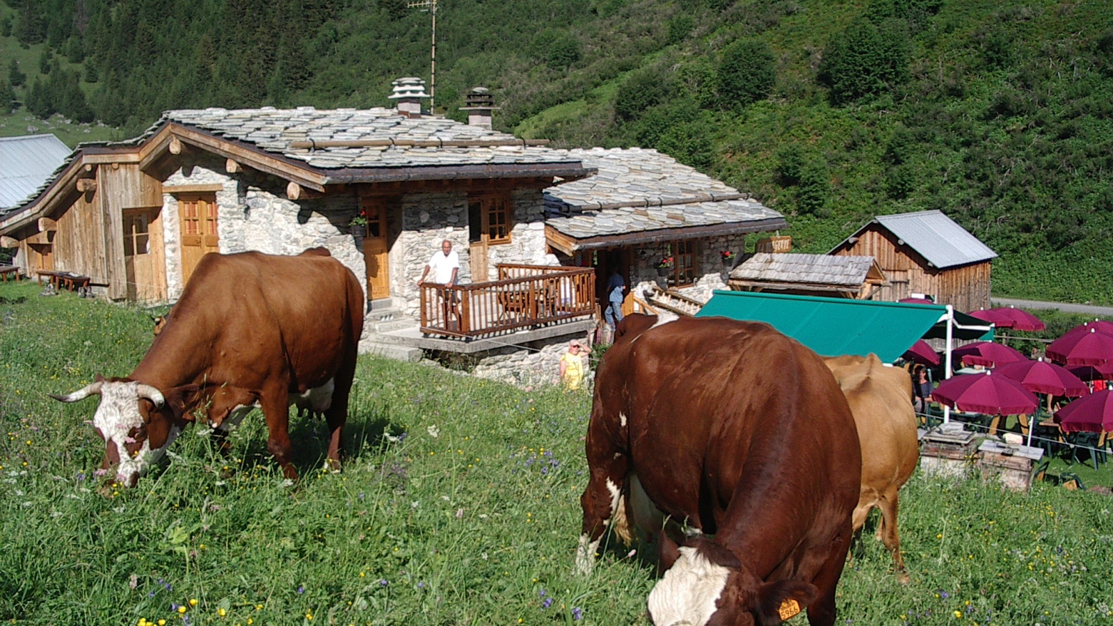 Cows near the hut