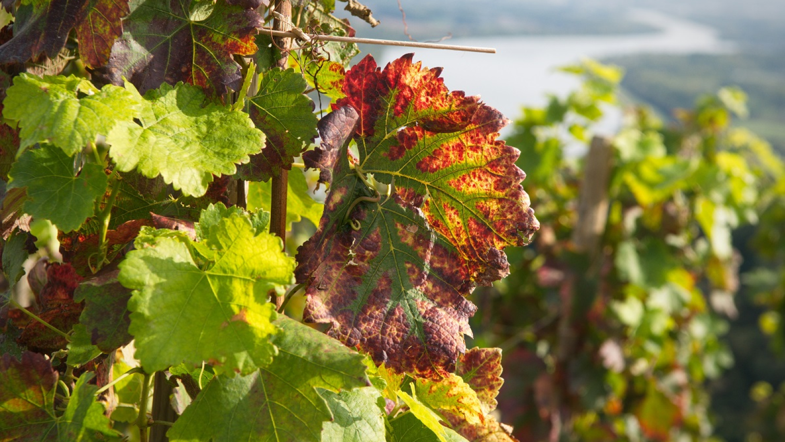 Vue depuis le vignoble de Côte-Rôtie