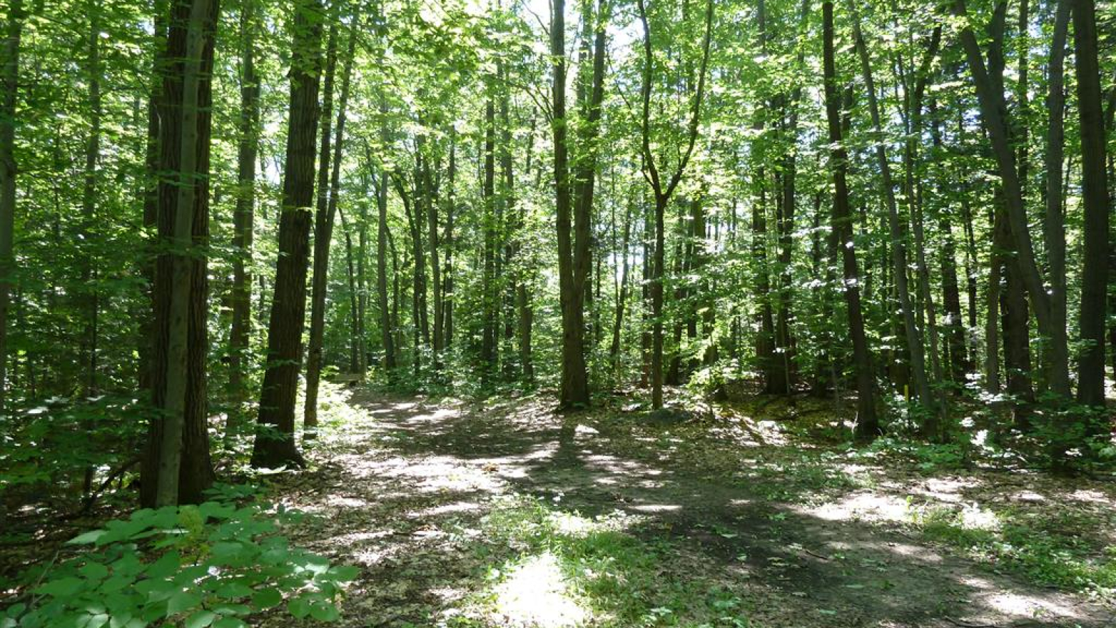 Dans le Bois de Chabridet