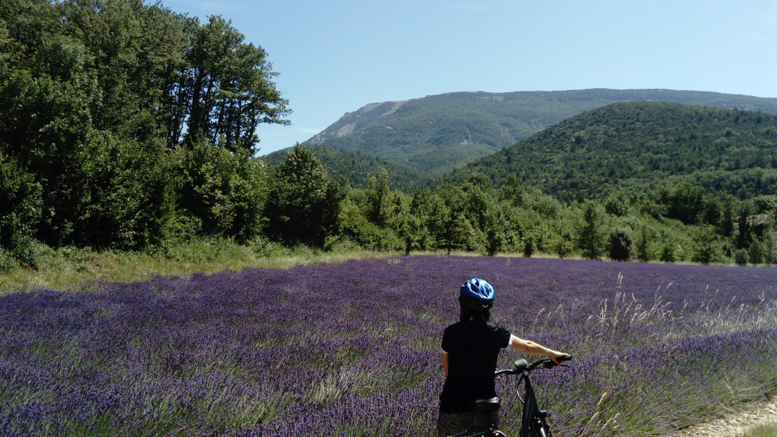 Champ de lavande la Paillette