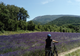 Champ de lavande la Paillette