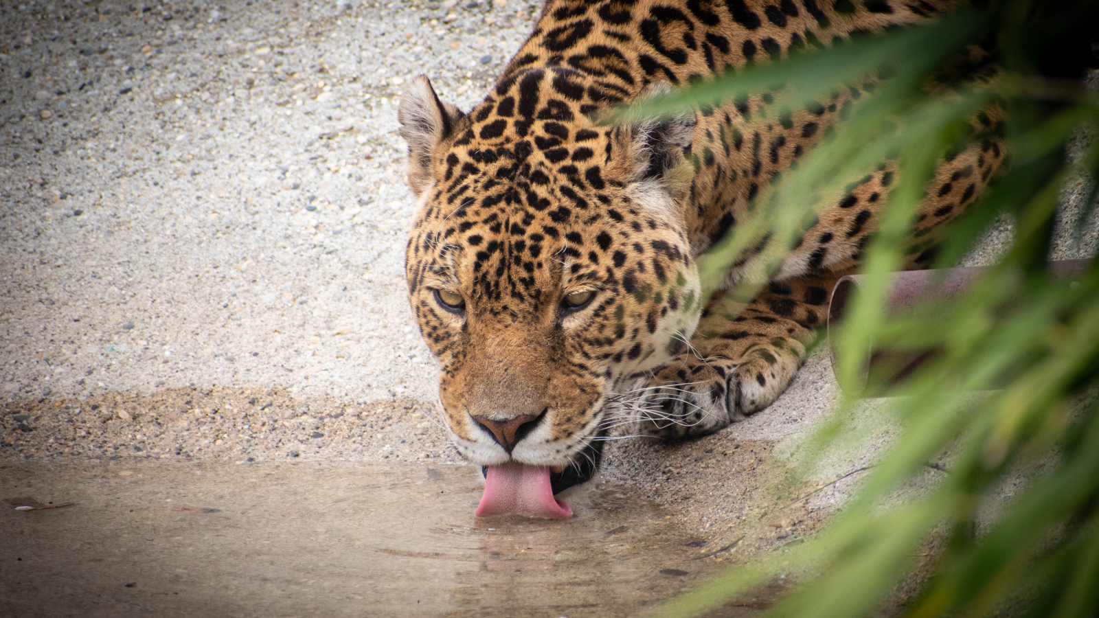 Jaguar en train de boir dans son bassin