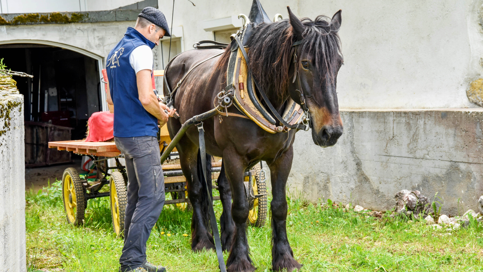 Préparation du cheval