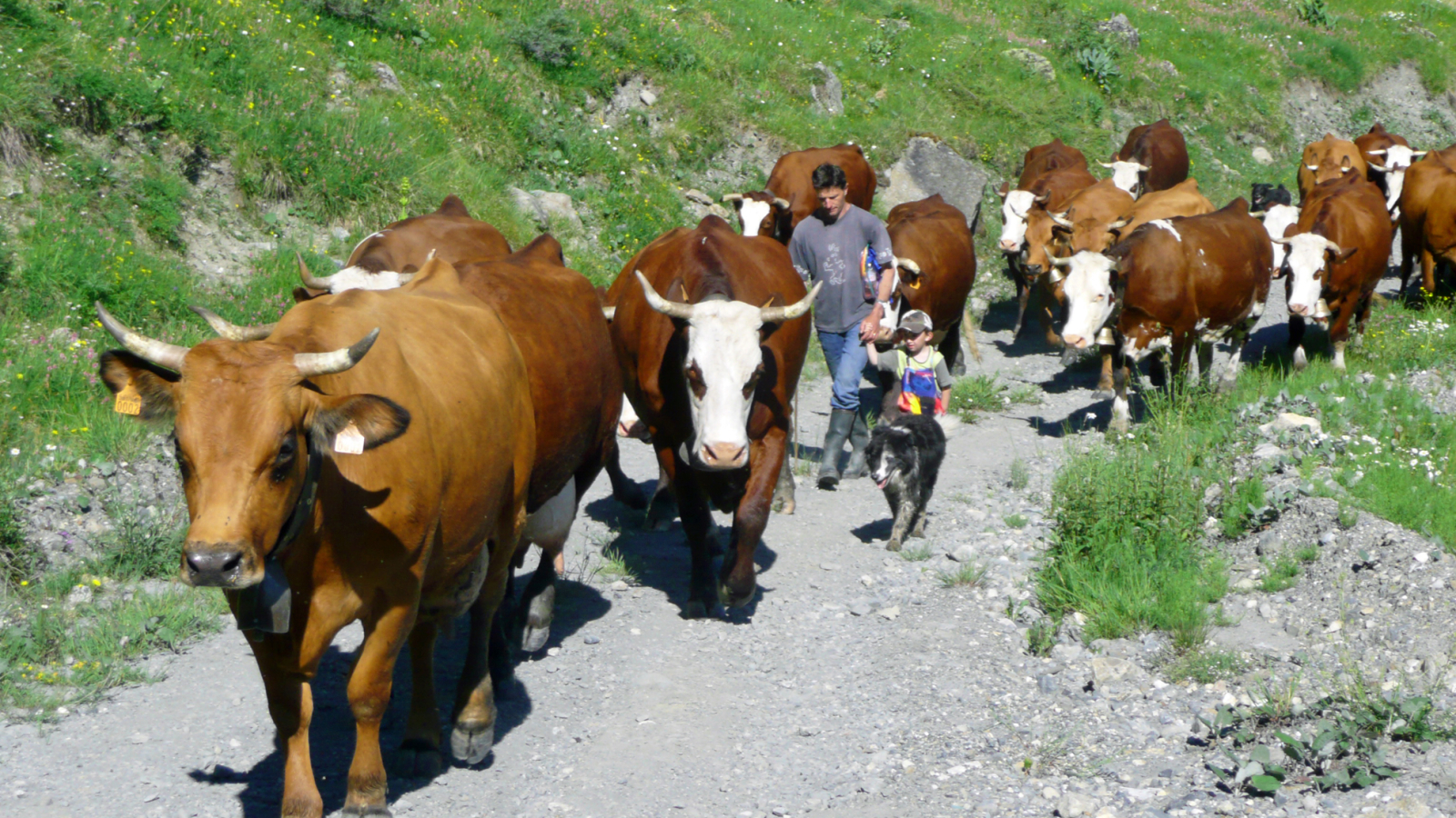 La Montée en alpage des vaches à lait vers la fin juin