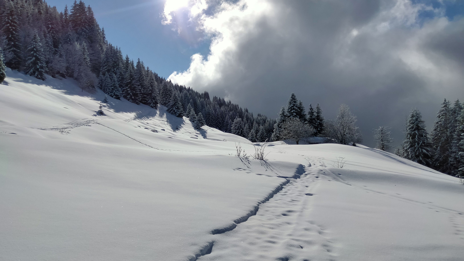 Landscape under snow and sun