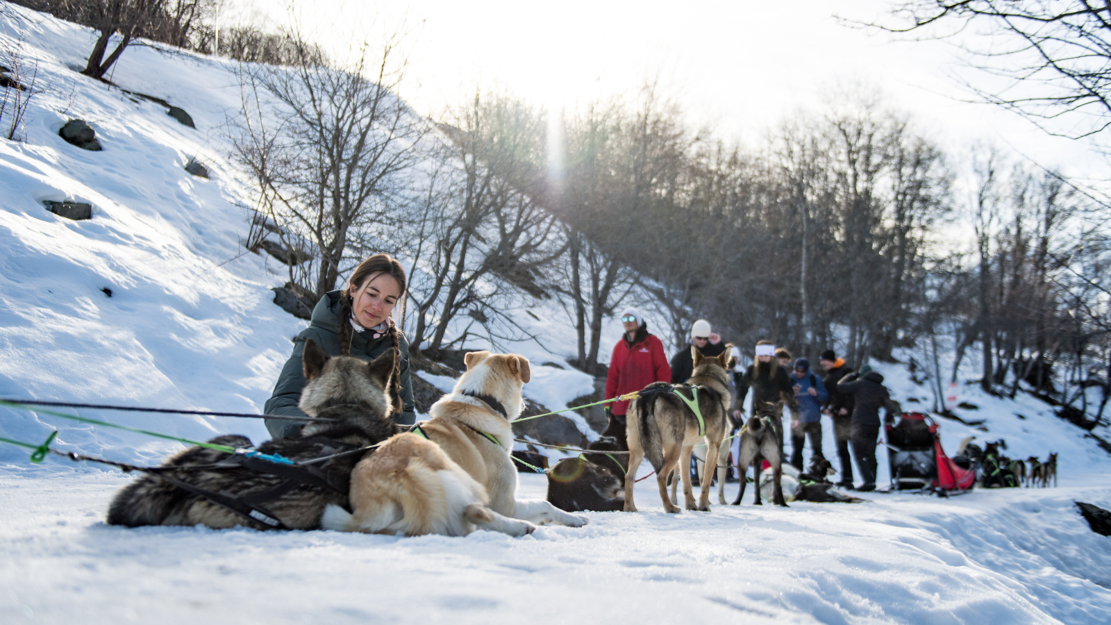 Chien de traineau à Valmeinier