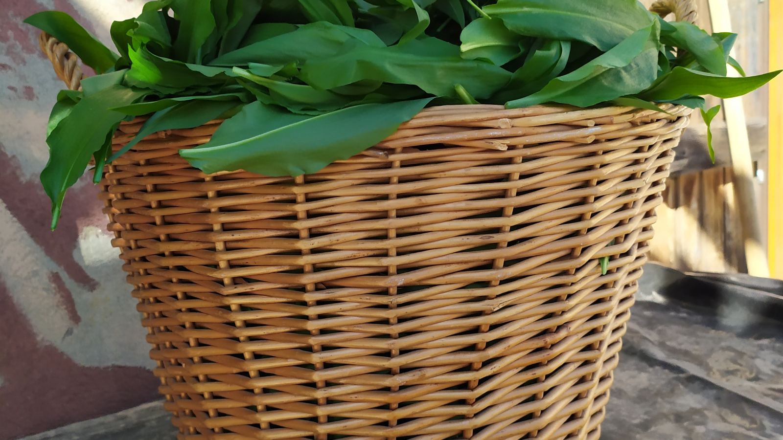 Photo of wild garlic harvest in Chamrousse