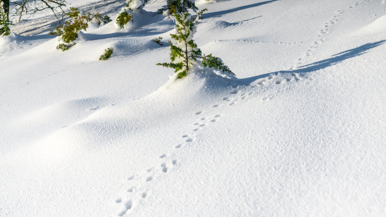 Traces dans la neige