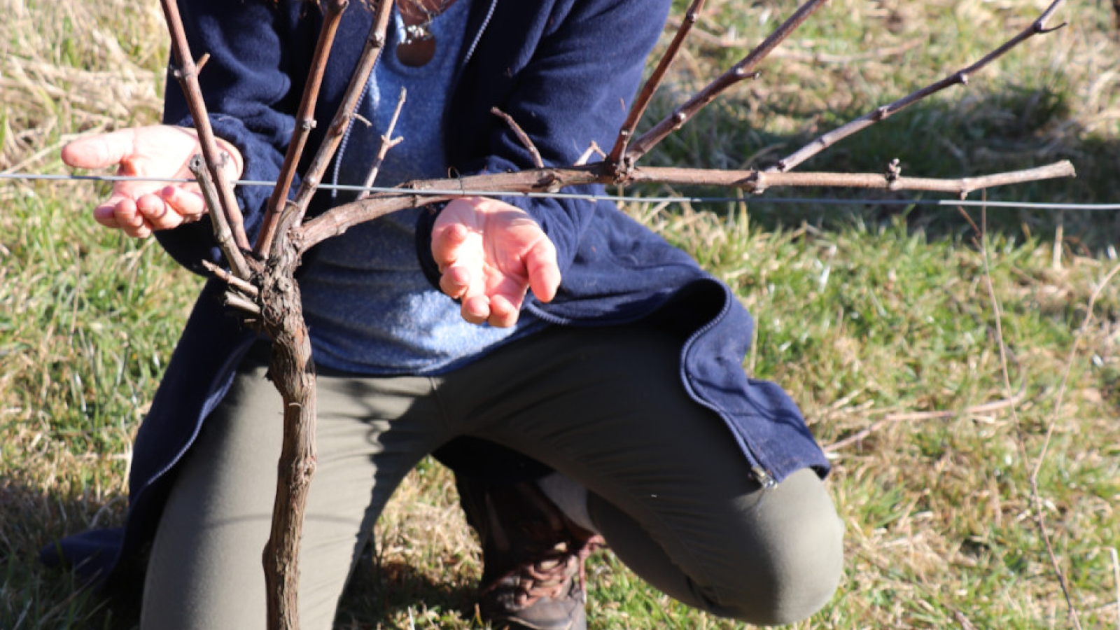 Visite et dégustation autour de la taille de la vigne_Bohas-Meyriat-Rignat