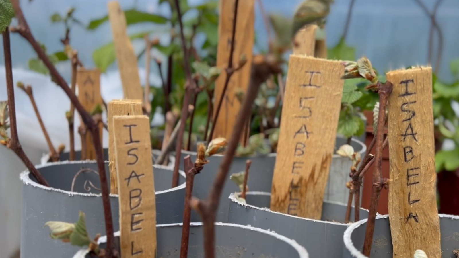 les pieds de vignes du jardin papillon