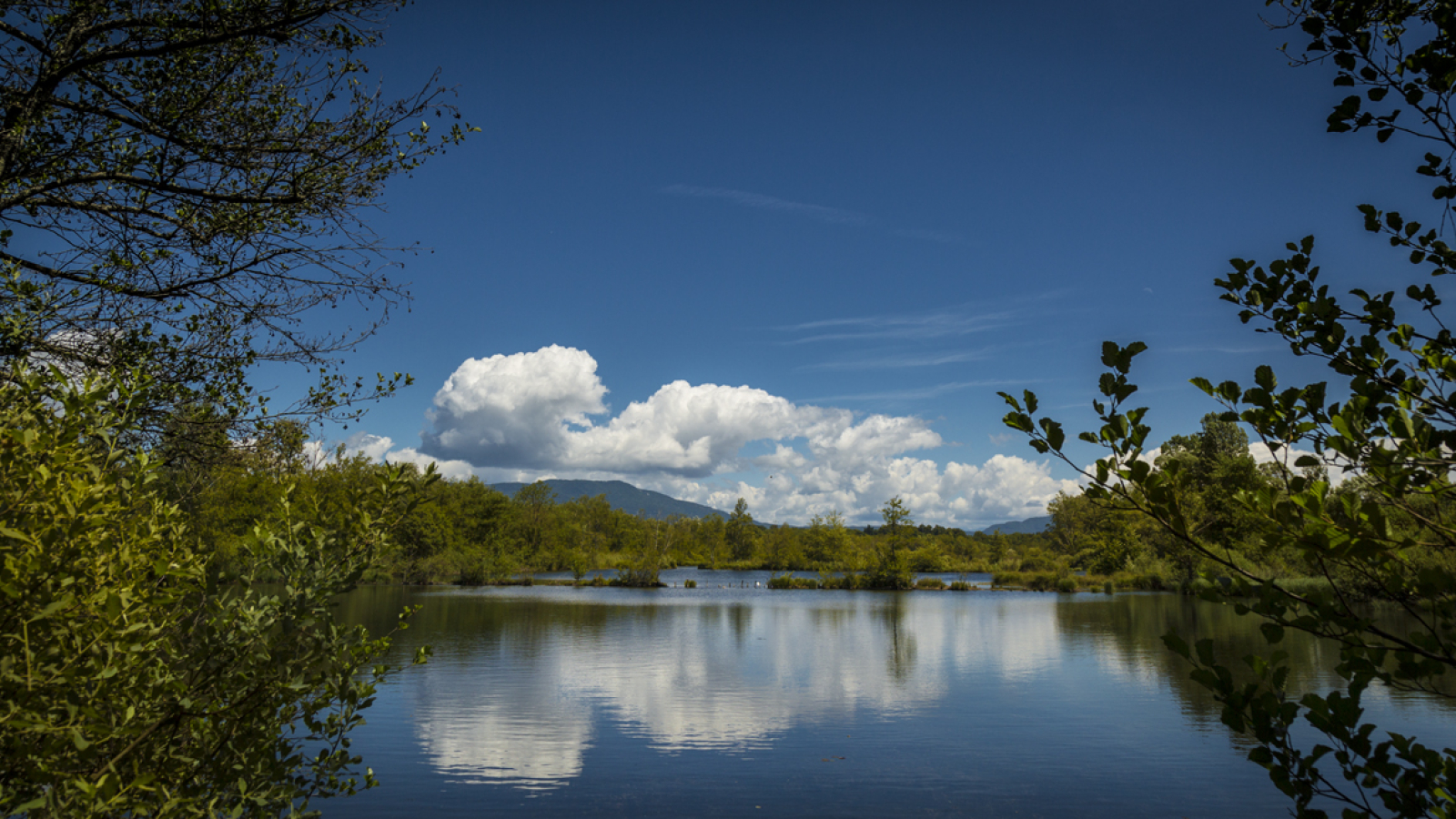 Espace Naturel Sensible de la Save - Secteur des étangs de Passins