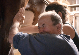 Régis Mouthon, producteur, à la traite des vaches