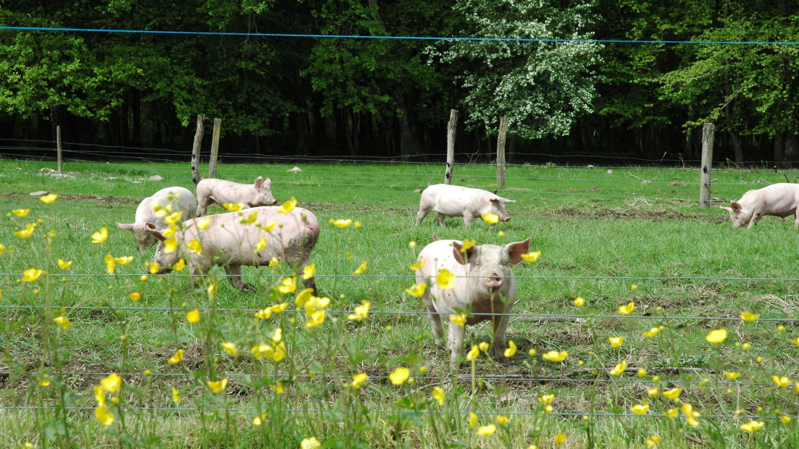 La Ferme du Marais